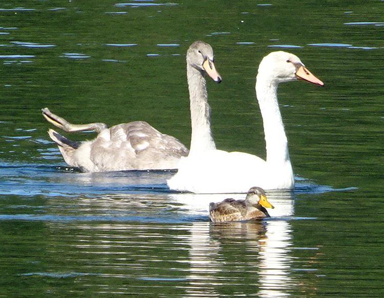 Schwanenkinder u. Ente.JPG