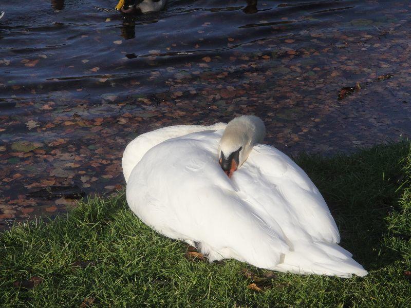 Schlafender Schwan.jpg