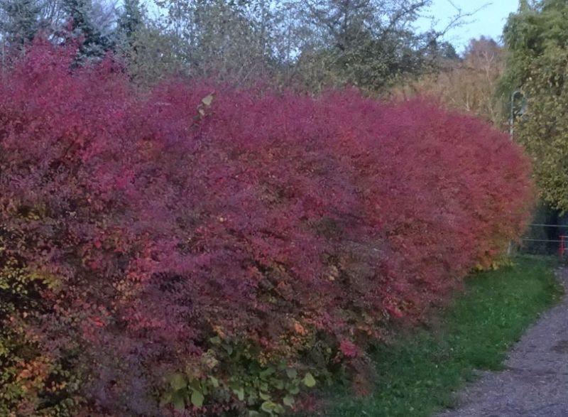 Natur in rot.JPG