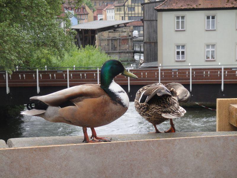 Bamberg Enten.JPG