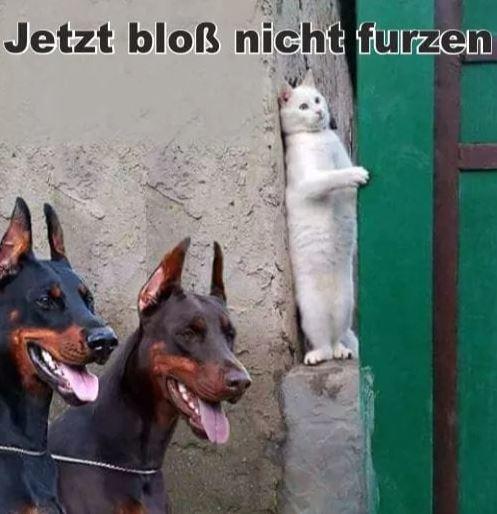 Katze und Hunde.JPG