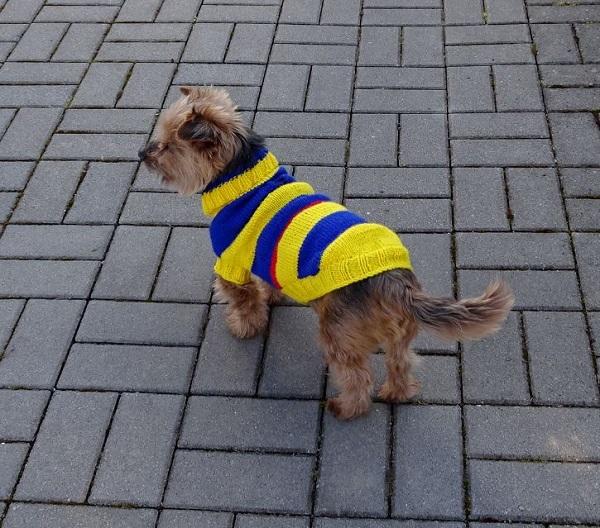 Hund mit Pullover.JPG