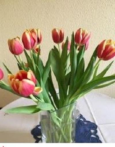 Tulpen von Heddy.JPG