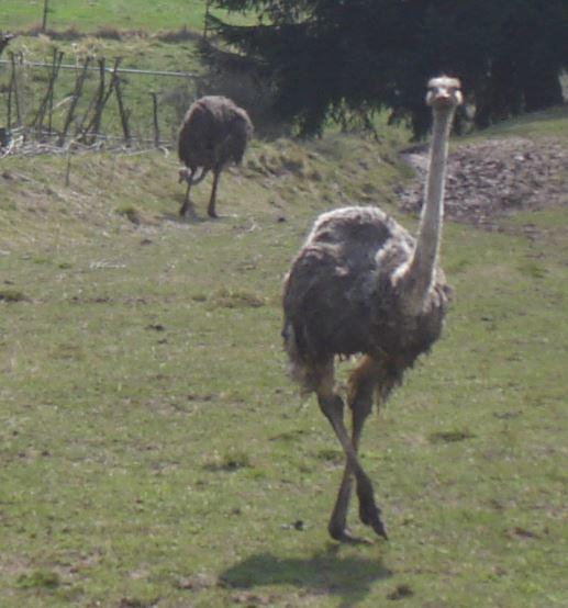 Vogelstrauß.JPG