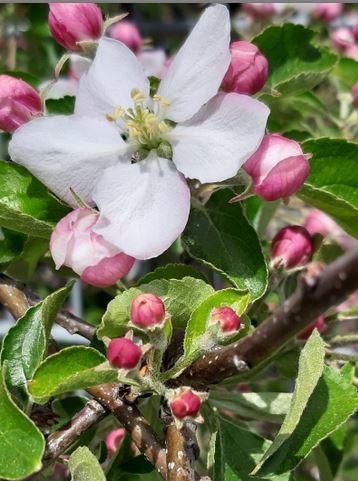 Apfelbaumblüte.JPG