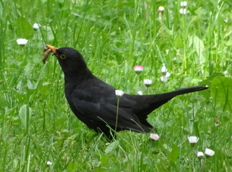 Amsel mit Wurm.JPG