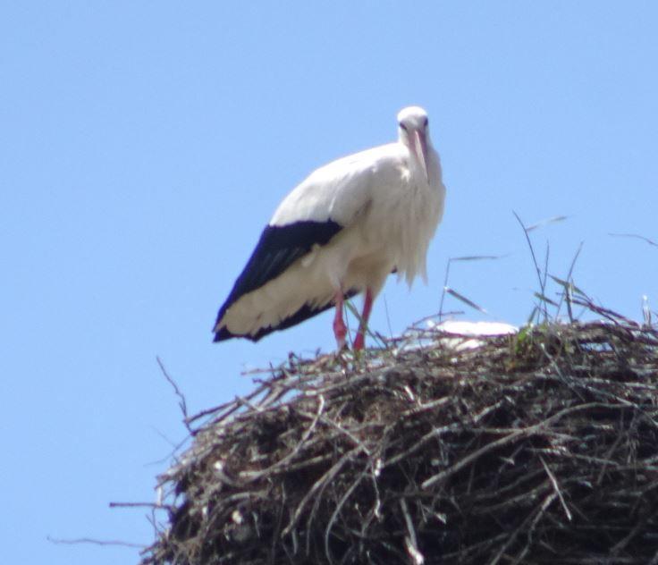 Storch2.JPG