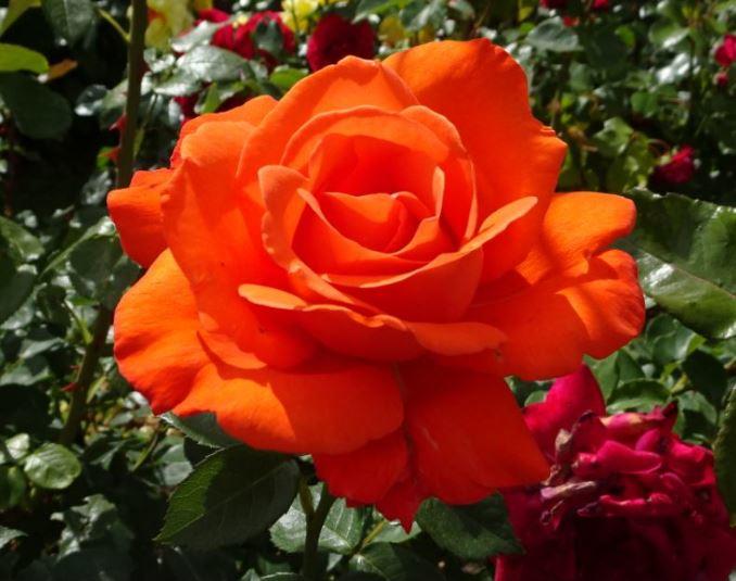 Rose orange1.JPG