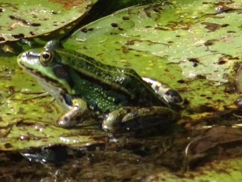 Frosch im Gartenteich.JPG