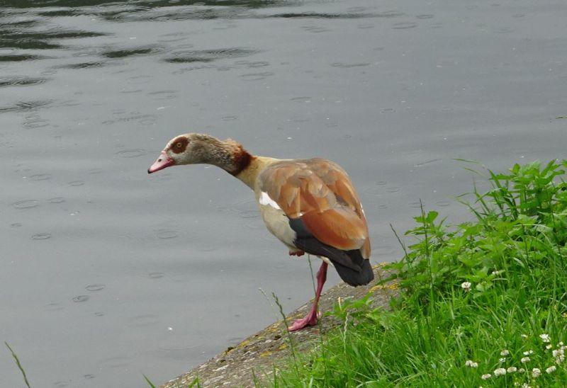 Nilgans1.JPG