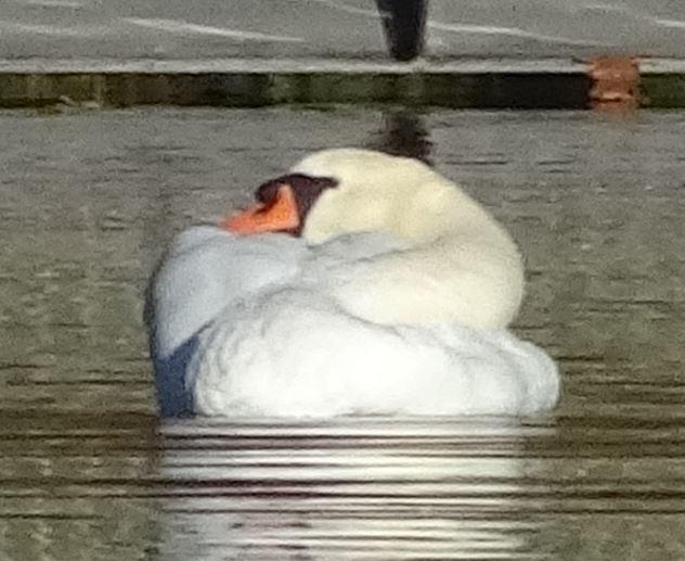 Schwan beim Kuscheln.JPG