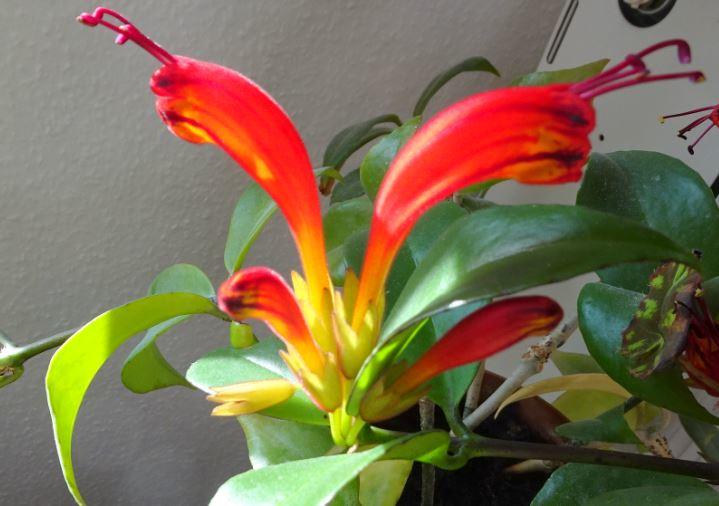 Aeschynanthus 1.JPG