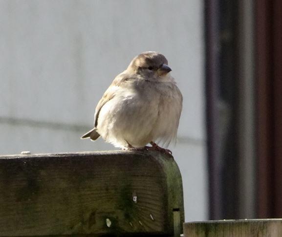 Spatz in der Sonne.JPG