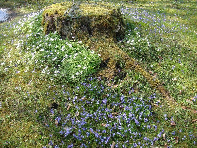 Frühlingsblumen auf Baumstumpf.JPG