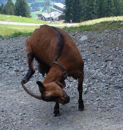 Braune Ziege als Akrobatin.JPG