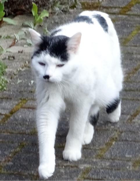 Kater Adolf.JPG