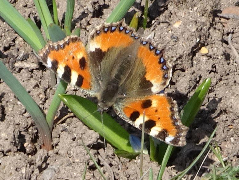 Schmetterling Kl. Fuchs.JPG