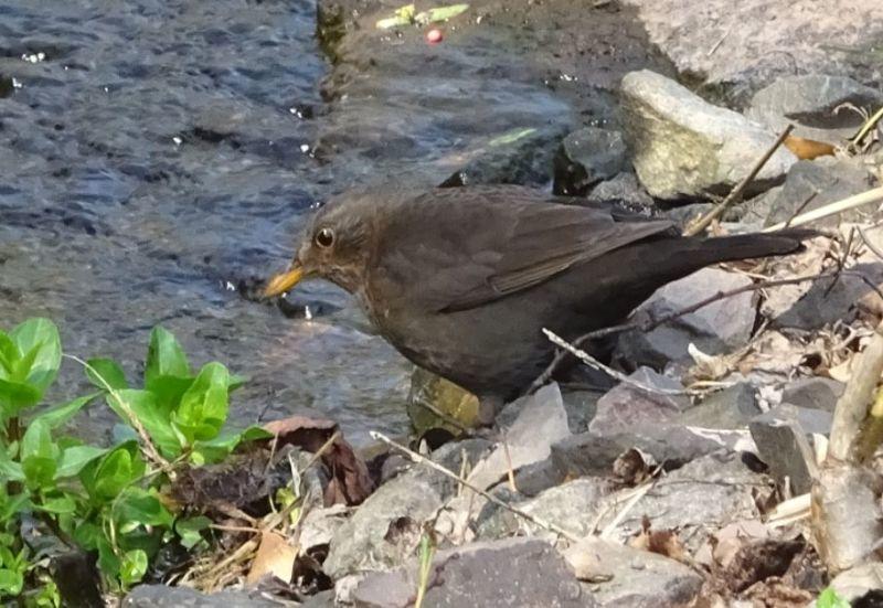 Amsel mit Durst.JPG