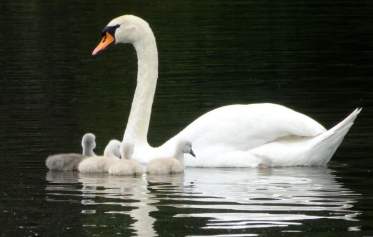 Familie Schwan.JPG