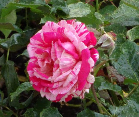 Rose im Regen.JPG