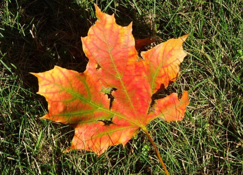 Buntes Blatt.JPG