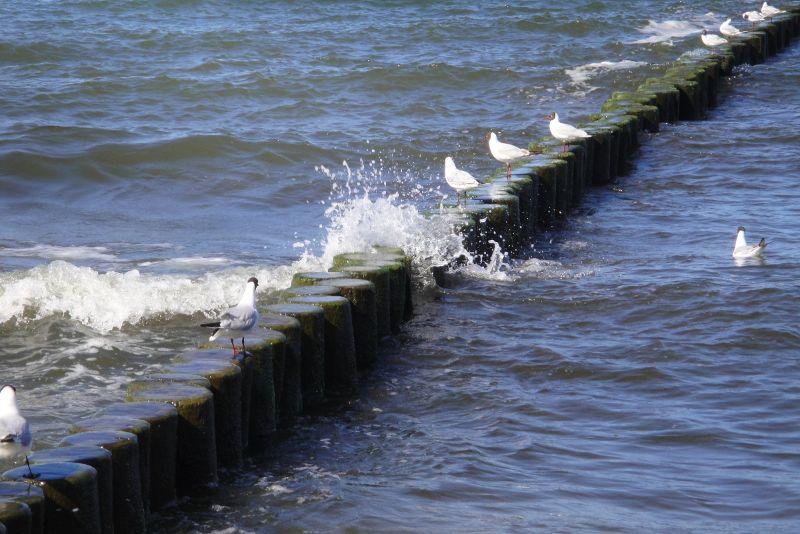 Ostsee u. Möwen.JPG