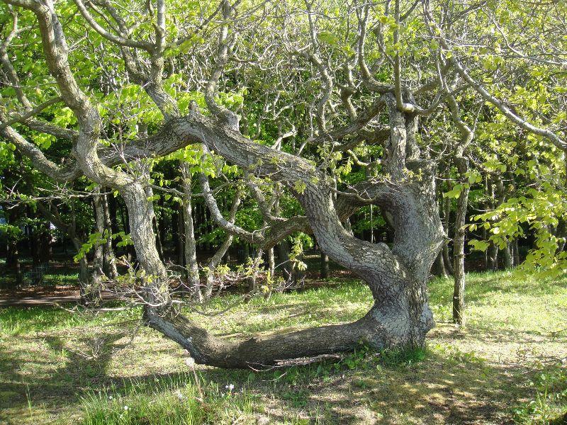 Baum Graal-Müritz.JPG