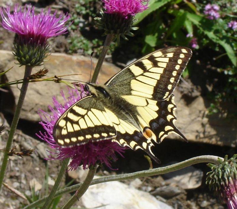 Schmetterling, Fischen.jpg