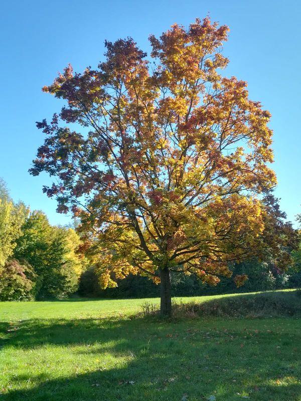 Herbst-Baum.jpg