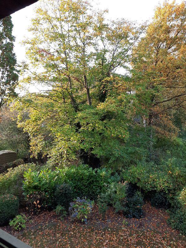 Herbst-Baum.jpg