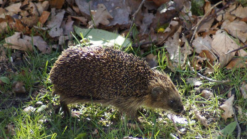 Igel2.JPG