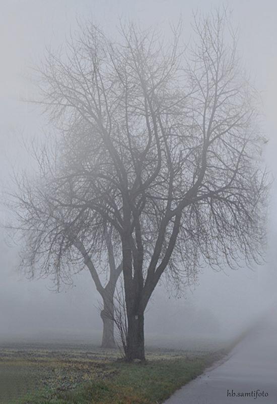 catsBaum im Nebel 3.jpg