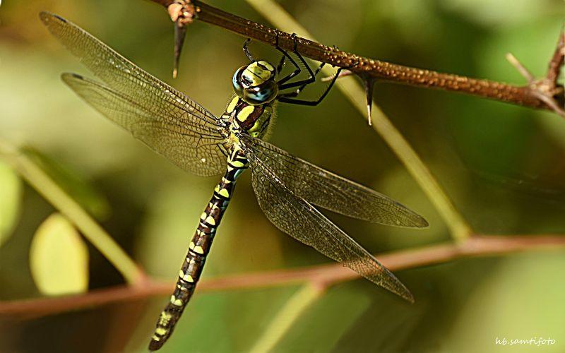 libelle Mosaikjungfer,männlich.jpg