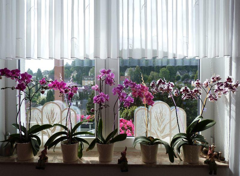 fenster orchideen1.JPG