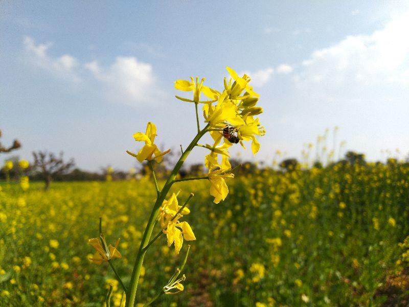 blumen gelb3.jpg