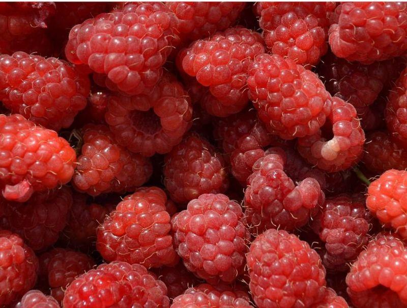 himbeeren1.jpg