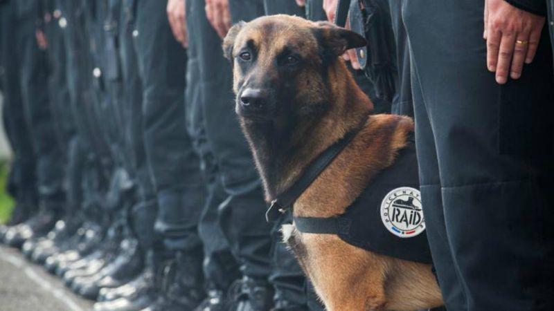 chien-raid-police.jpg