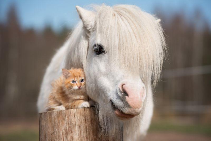 Pony-und-Katze.jpg