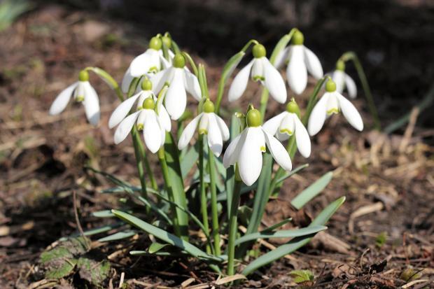 schneegloeckchen-colourbox-serghei-starus.jpg