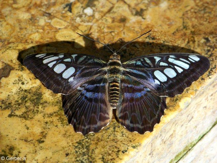 exotischer Schmetterling.jpg