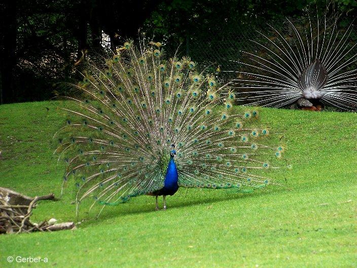 Pfau von vorne und von hinten.jpg