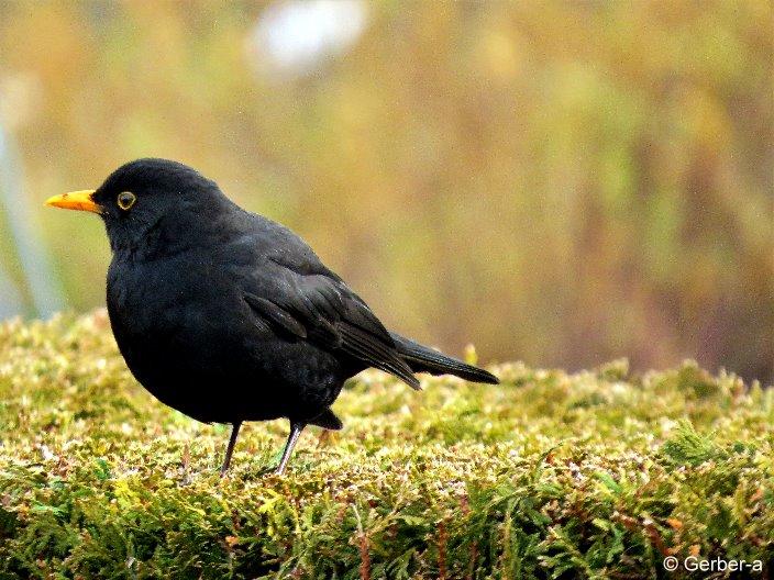 Amsel.1.jpg