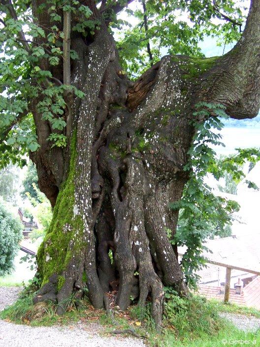 Alte Linde am Weinberg in Schliersee.jpg