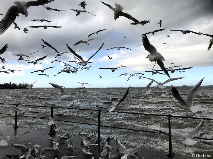 Möwen am Bodensee.jpg