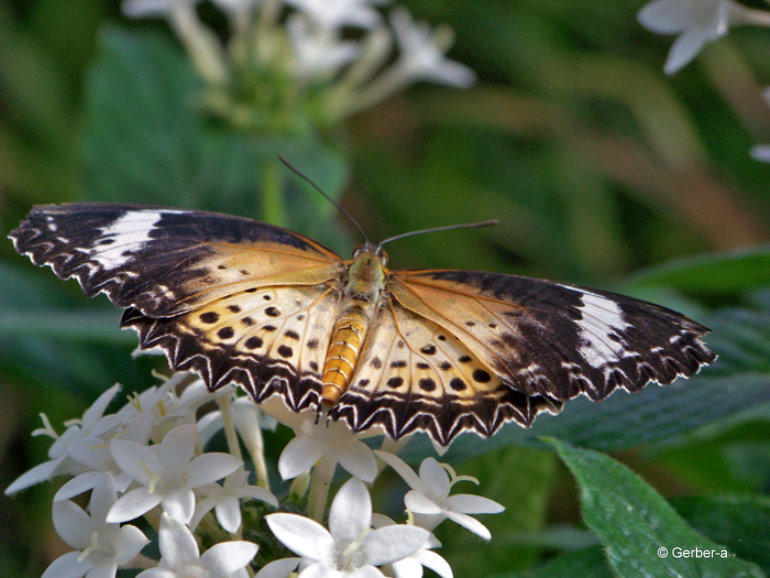 Butterfly, Leoparden Netzflügler.jpg