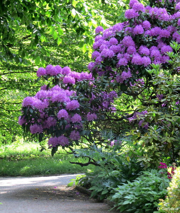 rhododendron.jpg