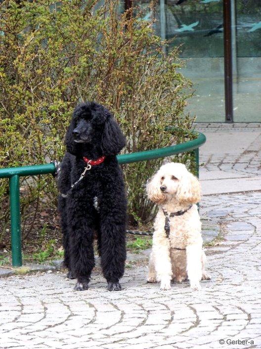 wo bleibt denn unser Herrchen,Frauchen.jpg