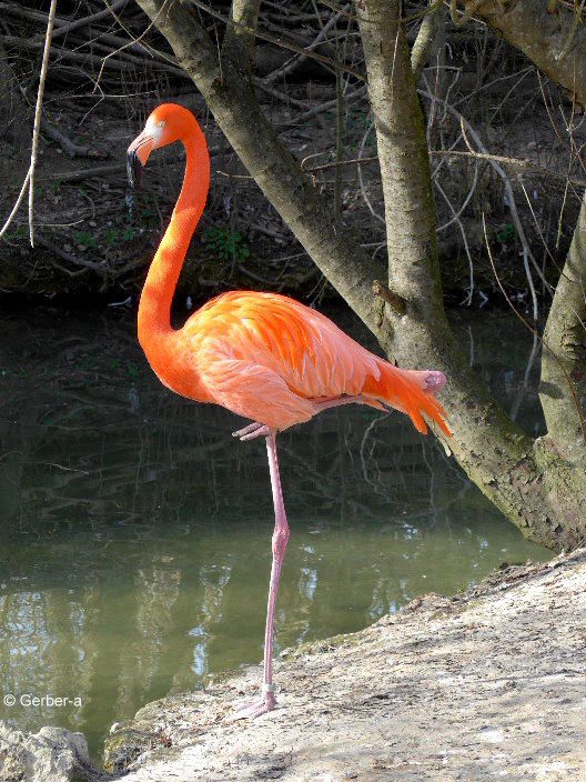 Flamingo wer macht es nach.jpg