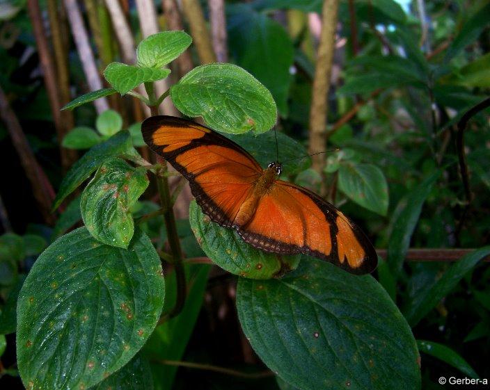 Dryas iulia.jpg