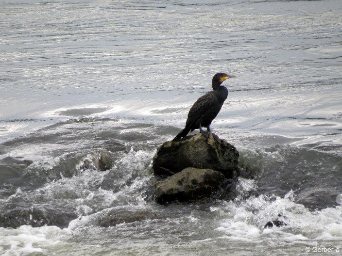 Kormoran Donau.jpg